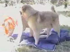 An outdoor animal sex film with a gorgeous, fat, redhead woman